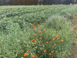 Une bande fleurie disposée à proximité des melons permet de réguler naturellement les ravageurs